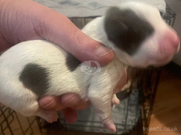 Jack Russell Terrier puppies for sale in Bolton, Greater Manchester – 1 year old - Image 5 of 5