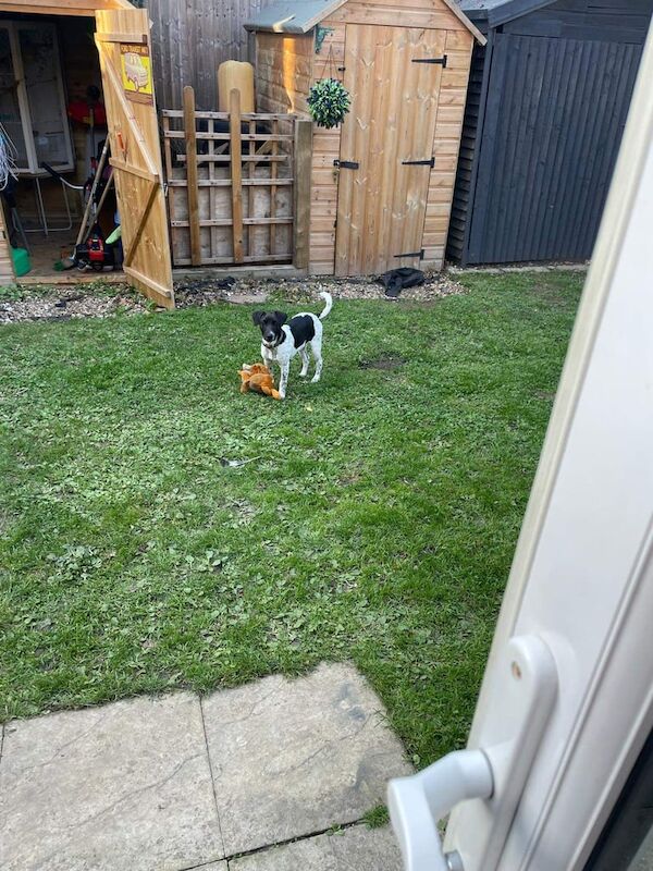 Jack Russell Terrier puppies for sale in Maidstone, Kent – 5 months old