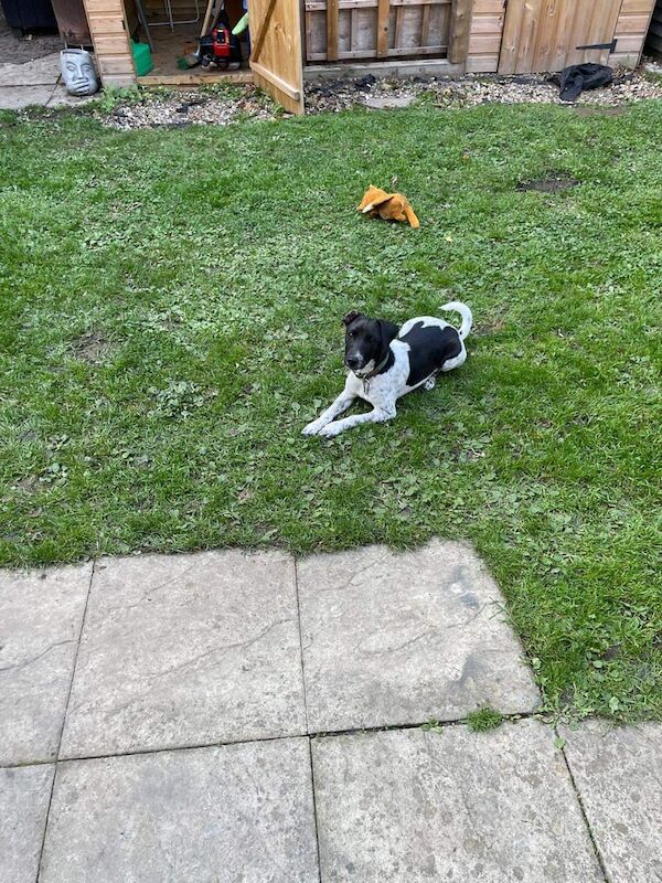 Jack Russell Terrier puppies for sale in Maidstone, Kent – 5 months old - Image 2 of 3
