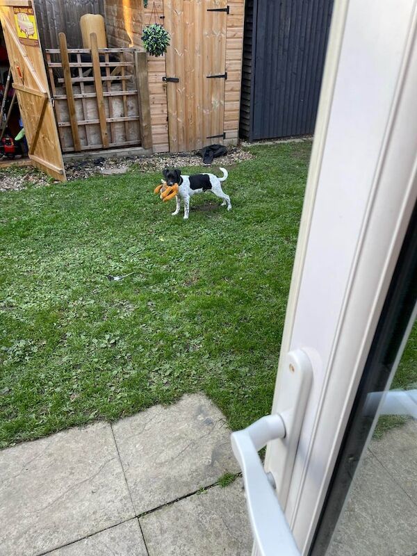 Jack Russell Terrier puppies for sale in Maidstone, Kent – 5 months old - Image 3 of 3