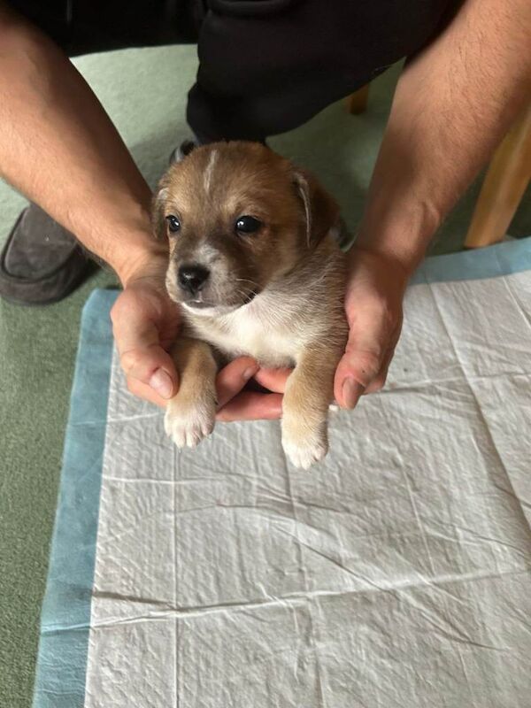 Jack Russell Terrier puppies for sale in Dorchester, Dorset – 7 weeks old