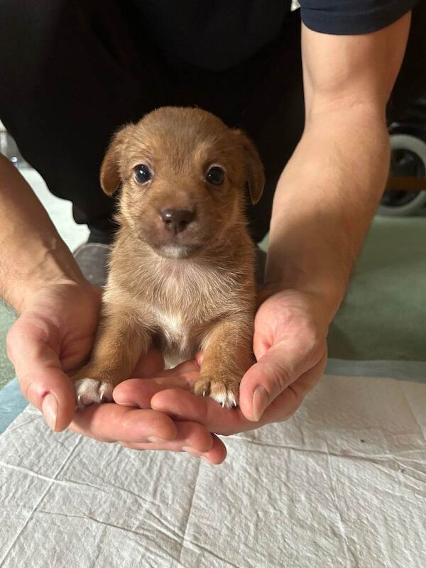 Jack Russell Terrier puppies for sale in Dorchester, Dorset – 7 weeks old - Image 2 of 4