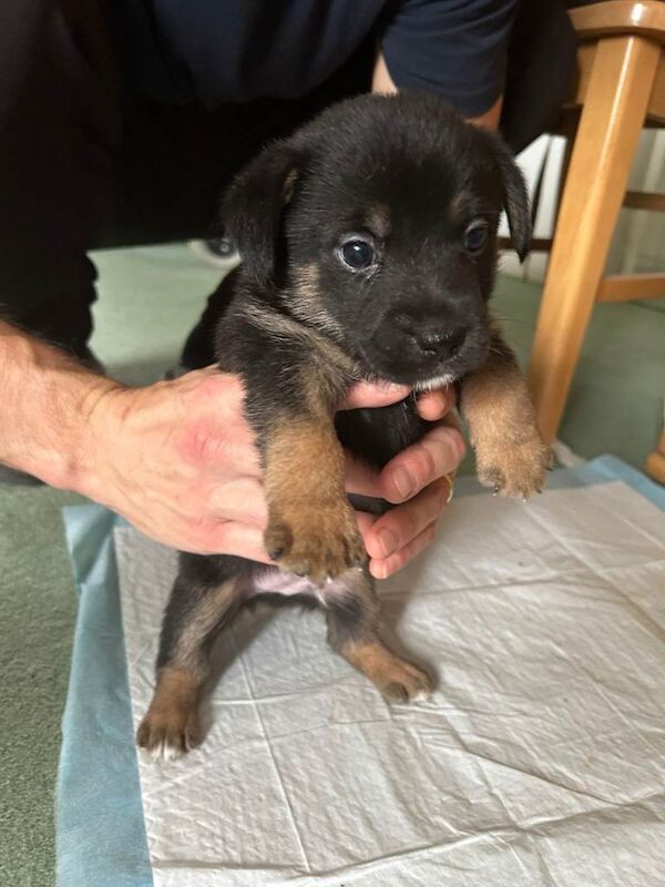 Jack Russell Terrier puppies for sale in Dorchester, Dorset – 7 weeks old - Image 3 of 4