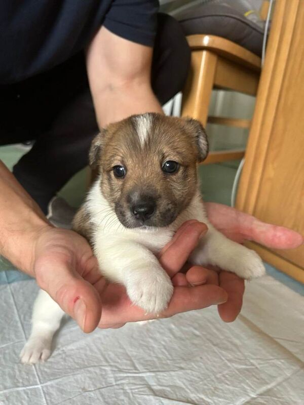 Jack Russell Terrier puppies for sale in Dorchester, Dorset – 7 weeks old - Image 4 of 4
