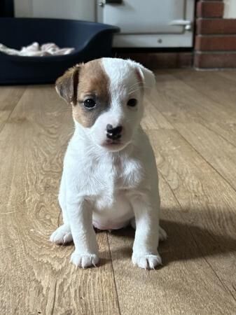 5 week old Jack Russell bitch for sale in Bodmin, Cornwall