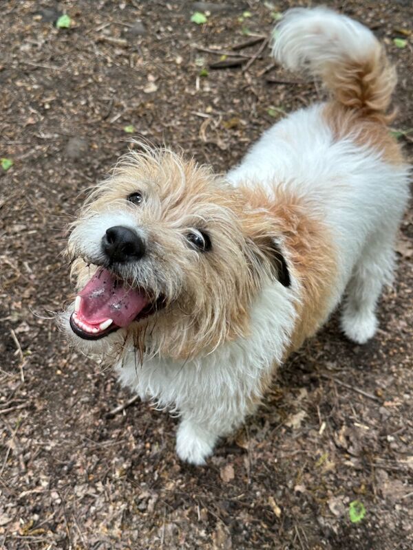5yr Old Wire Haired Jack for sale in Halifax, West Yorkshire