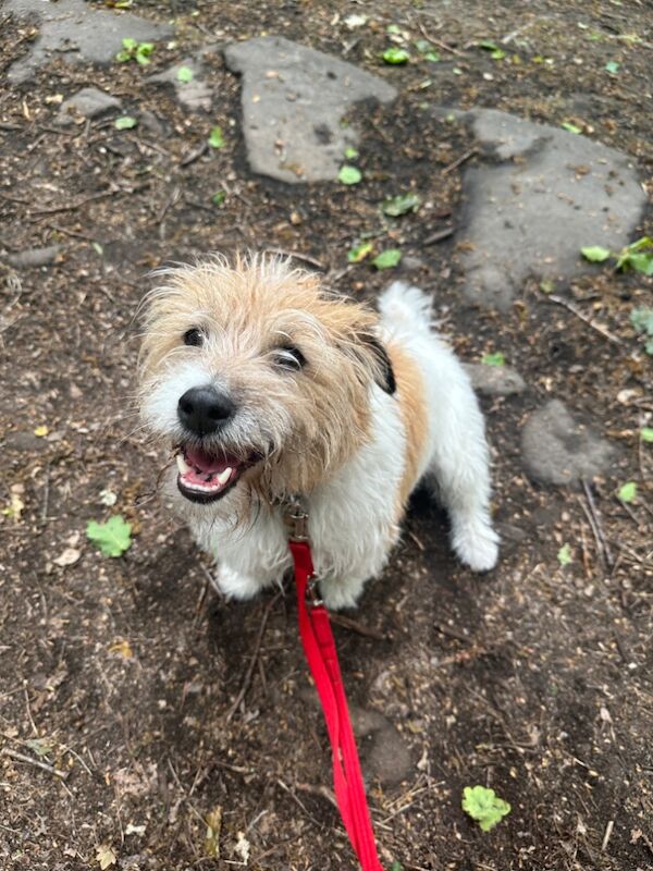 5yr Old Wire Haired Jack for sale in Halifax, West Yorkshire | Image 2
