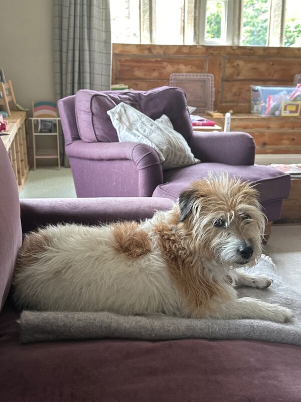 5yr Old Wire Haired Jack for sale in Halifax, West Yorkshire | Image 3