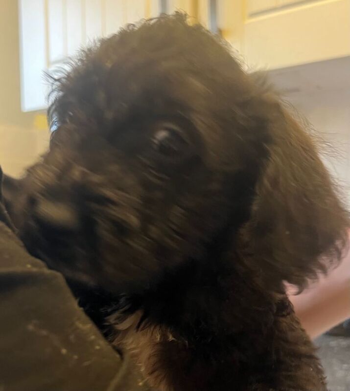 6 boy puppies