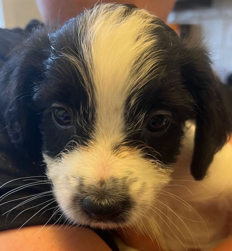 6 boy puppies - Image 2 of 6