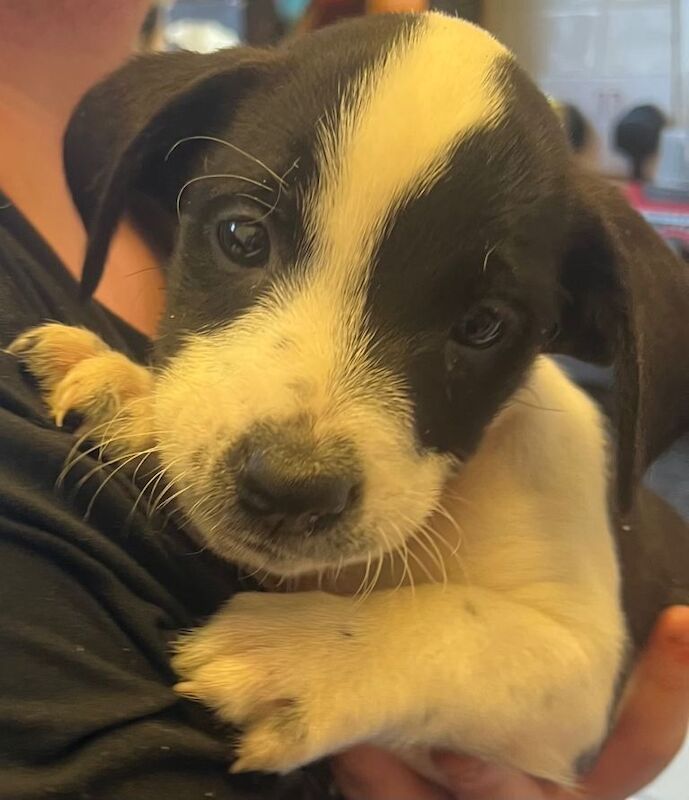 6 boy puppies - Image 3 of 6