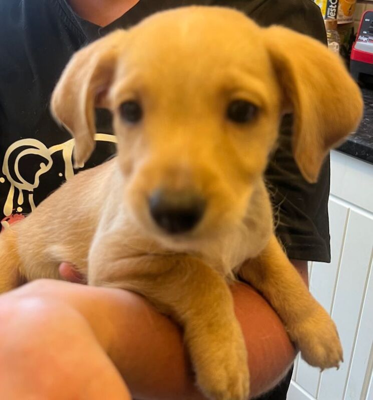 6 boy puppies - Image 4 of 6