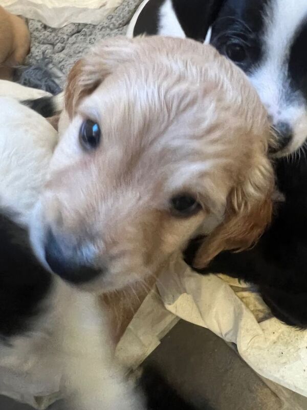 6 boy puppies - Image 6 of 6