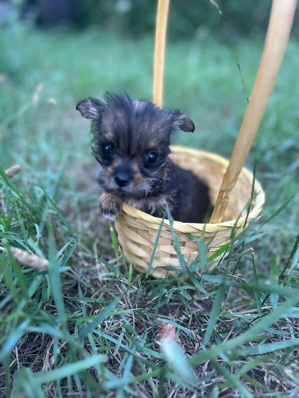 Jack Russell puppies for sale in Faversham, Kent – 8 weeks old