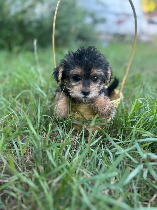 Jack Russell puppies for sale in Faversham, Kent – 8 weeks old - Image 2 of 3