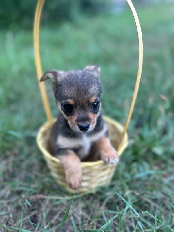 Jack Russell puppies for sale in Faversham, Kent – 8 weeks old - Image 3 of 3
