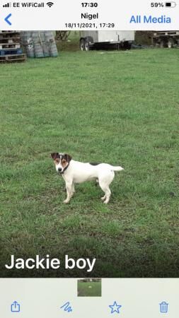 6 Jack Russell puppies pups for sale in Batley, West Yorkshire