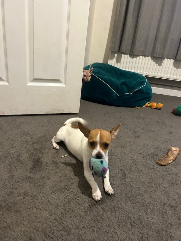 Jack Russell Terrier puppies for sale in Darwen, Lancashire – 6 months old