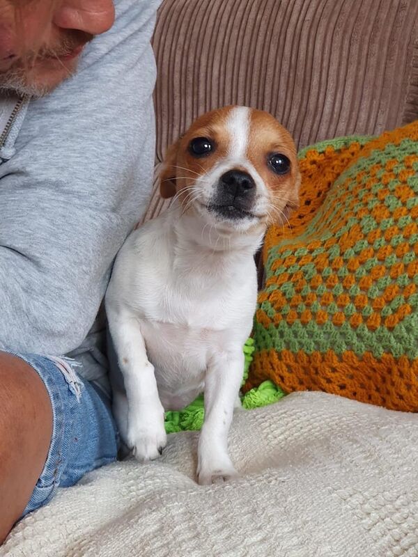 Jack Russell Terrier puppies for sale in Darwen, Lancashire – 6 months old - Image 2 of 3