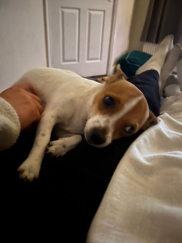 Jack Russell Terrier puppies for sale in Darwen, Lancashire – 6 months old - Image 3 of 3