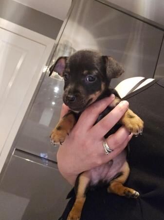 6 week stunning jack russels for sale in Rochdale, Greater Manchester - Image 4