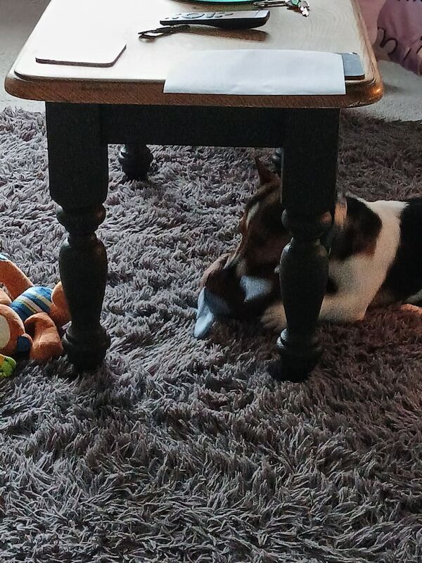 6 year old male jackrussell for sale in Kingston upon Hull, East Riding of Yorkshire