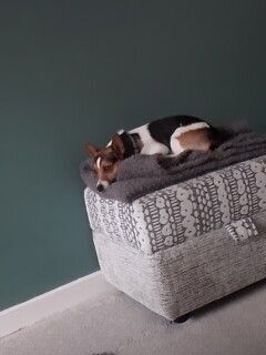 6 year old male jackrussell for sale in Kingston upon Hull, East Riding of Yorkshire | Image 2