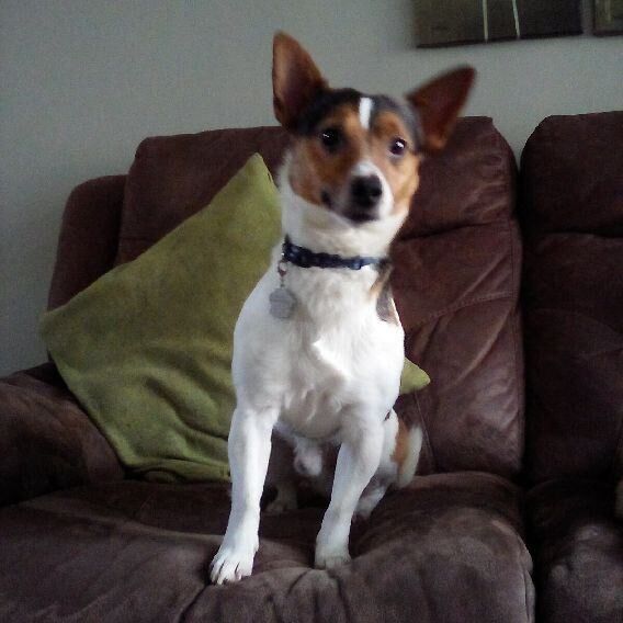 6 year old male jackrussell for sale in Kingston upon Hull, East Riding of Yorkshire | Image 3