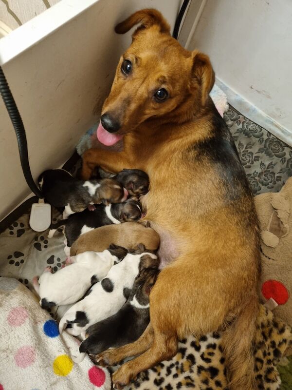 7 beautiful Jack Russell puppies 5 boys 2 girls for sale in St Anne's, Bristol - Image 2