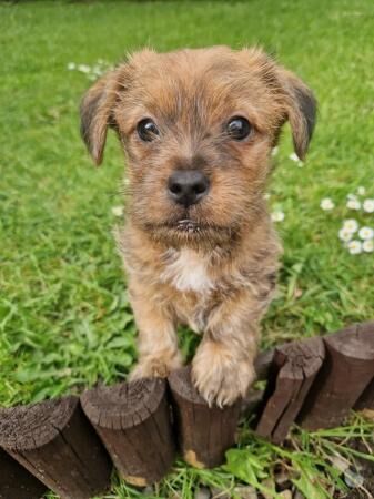 7 week old Jack Russell x yorkie for sale in Morecambe, Lancashire