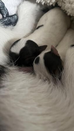 Jack Russell Terrier puppies for sale in Watford, Hertfordshire – 1 year old - Image 1 of 5