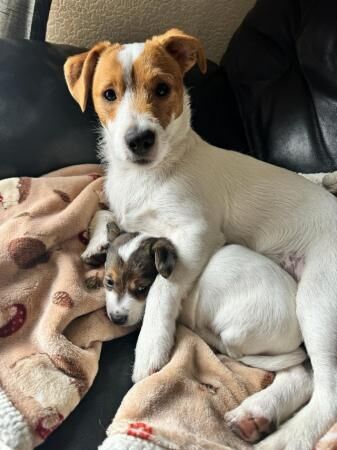 Jack Russell Terrier puppies for sale in Watford, Hertfordshire – 1 year old - Image 2 of 5
