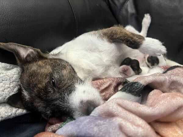 Jack Russell Terrier puppies for sale in Watford, Hertfordshire – 1 year old - Image 5 of 5