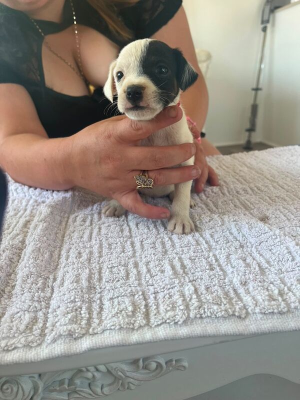 Jack Russell Puppies For Sale