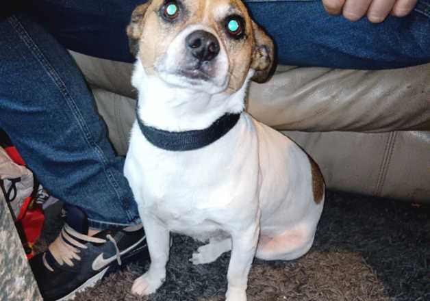 Jack Russell Terrier puppies for sale in Plymouth, Devon – 8 years old - Image 1 of 2