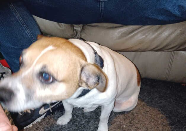 Jack Russell Terrier puppies for sale in Plymouth, Devon – 8 years old - Image 2 of 2