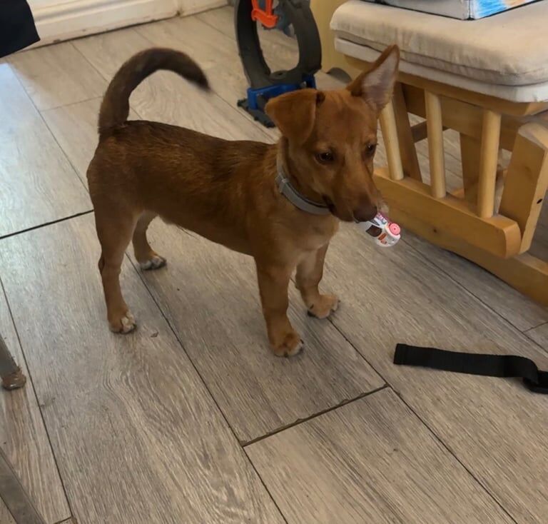 Jack Russell Terrier puppies for sale in Enfield, Greater London – 6 months old