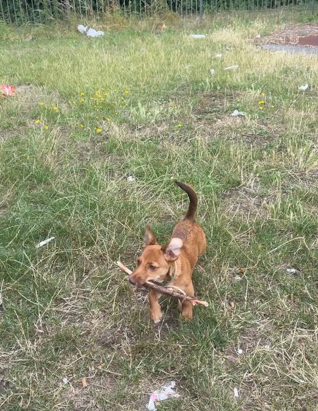Jack Russell Terrier puppies for sale in Enfield, Greater London – 6 months old - Image 2 of 6