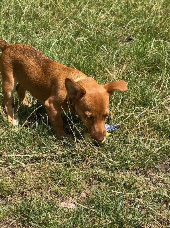 Jack Russell Terrier puppies for sale in Enfield, Greater London – 6 months old - Image 4 of 6