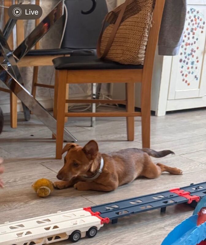 Jack Russell Terrier puppies for sale in Enfield, Greater London – 6 months old - Image 5 of 6