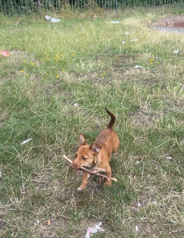 Jack Russell Terrier puppies for sale in Enfield, Greater London – 6 months old - Image 6 of 6