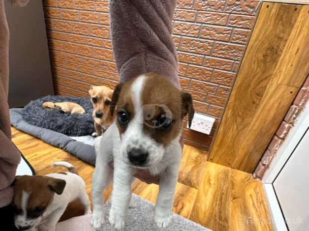 Jack Russell Terrier puppies for sale in Hereford, Herefordshire – 1 year old - Image 1 of 5