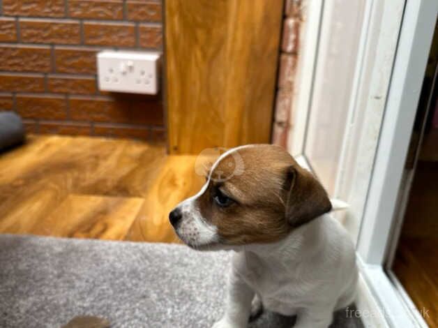 Jack Russell Terrier puppies for sale in Hereford, Herefordshire – 1 year old - Image 2 of 5