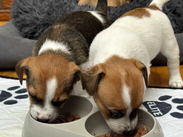 Jack Russell Terrier puppies for sale in Hereford, Herefordshire – 1 year old - Image 5 of 5