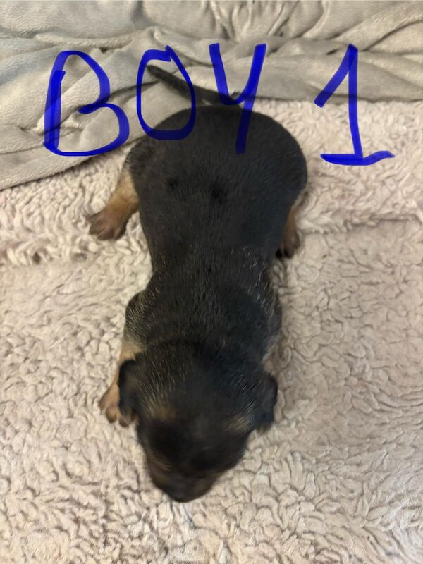 Jack Russell puppies for sale in Lytham St Anne's, Lancashire – 2 weeks old