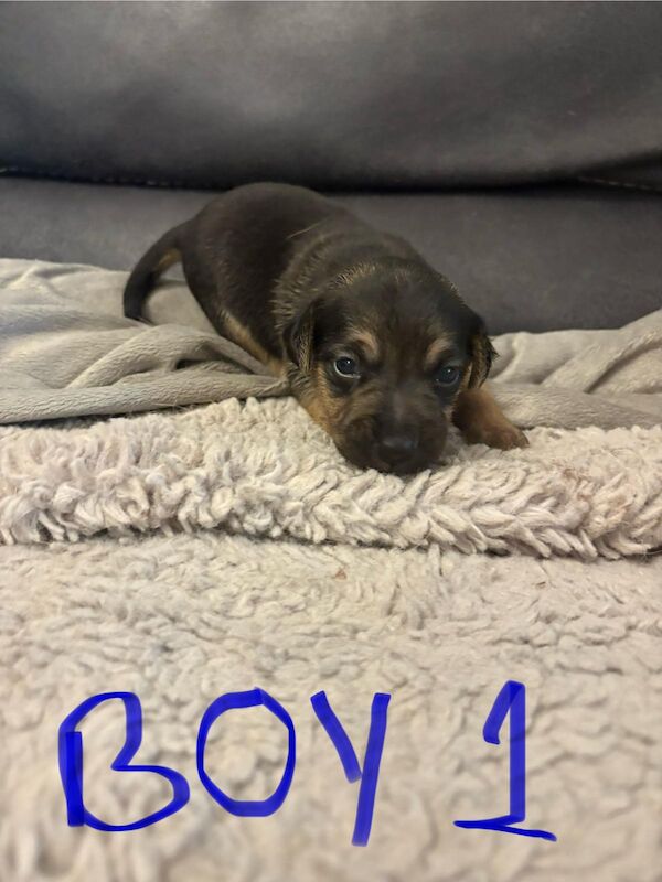 Jack Russell puppies for sale in Lytham St Anne's, Lancashire – 2 weeks old - Image 2 of 15
