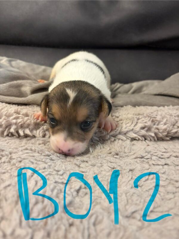 Jack Russell puppies for sale in Lytham St Anne's, Lancashire – 2 weeks old - Image 3 of 15