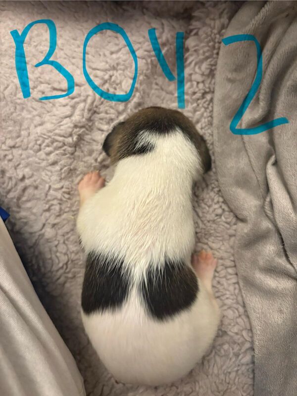 Jack Russell puppies for sale in Lytham St Anne's, Lancashire – 2 weeks old - Image 4 of 15