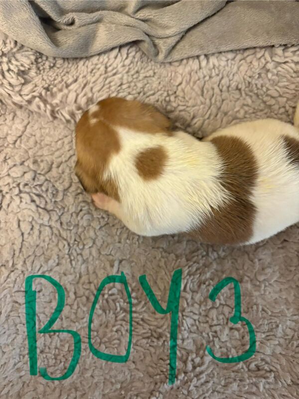 Jack Russell puppies for sale in Lytham St Anne's, Lancashire – 2 weeks old - Image 5 of 15