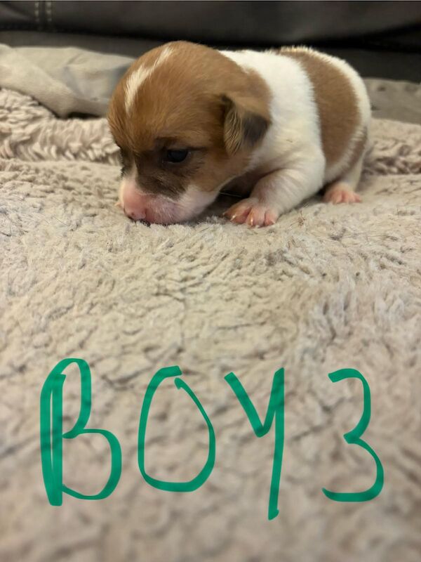 Jack Russell puppies for sale in Lytham St Anne's, Lancashire – 2 weeks old - Image 6 of 15